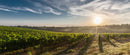 PIERA MARTELLOZO MALVASIA DELLE VENEZIE