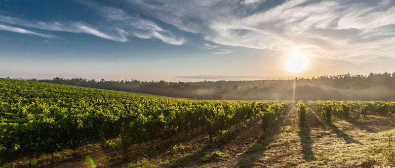 PIERA MARTELLOZO MALVASIA DELLE VENEZIE
